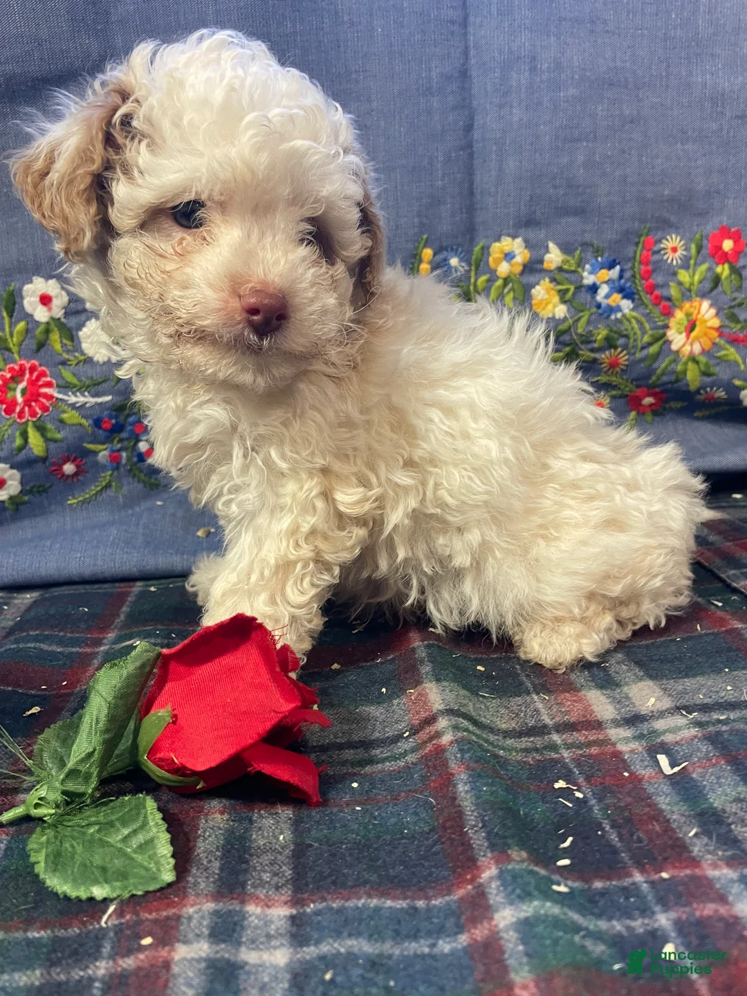 Yorkiepoo dogs for sale: Martin - Ad 2