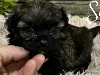Shihpoo dogs - Ad 2