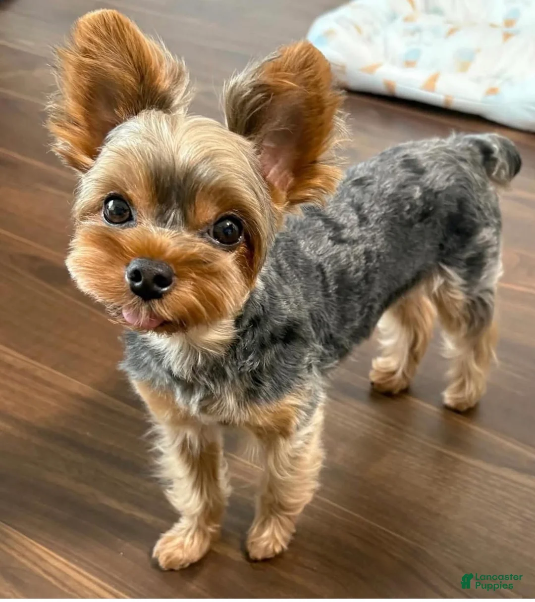 Yorkshire Terrier dogs for sale: Little Debbie - Ad 8