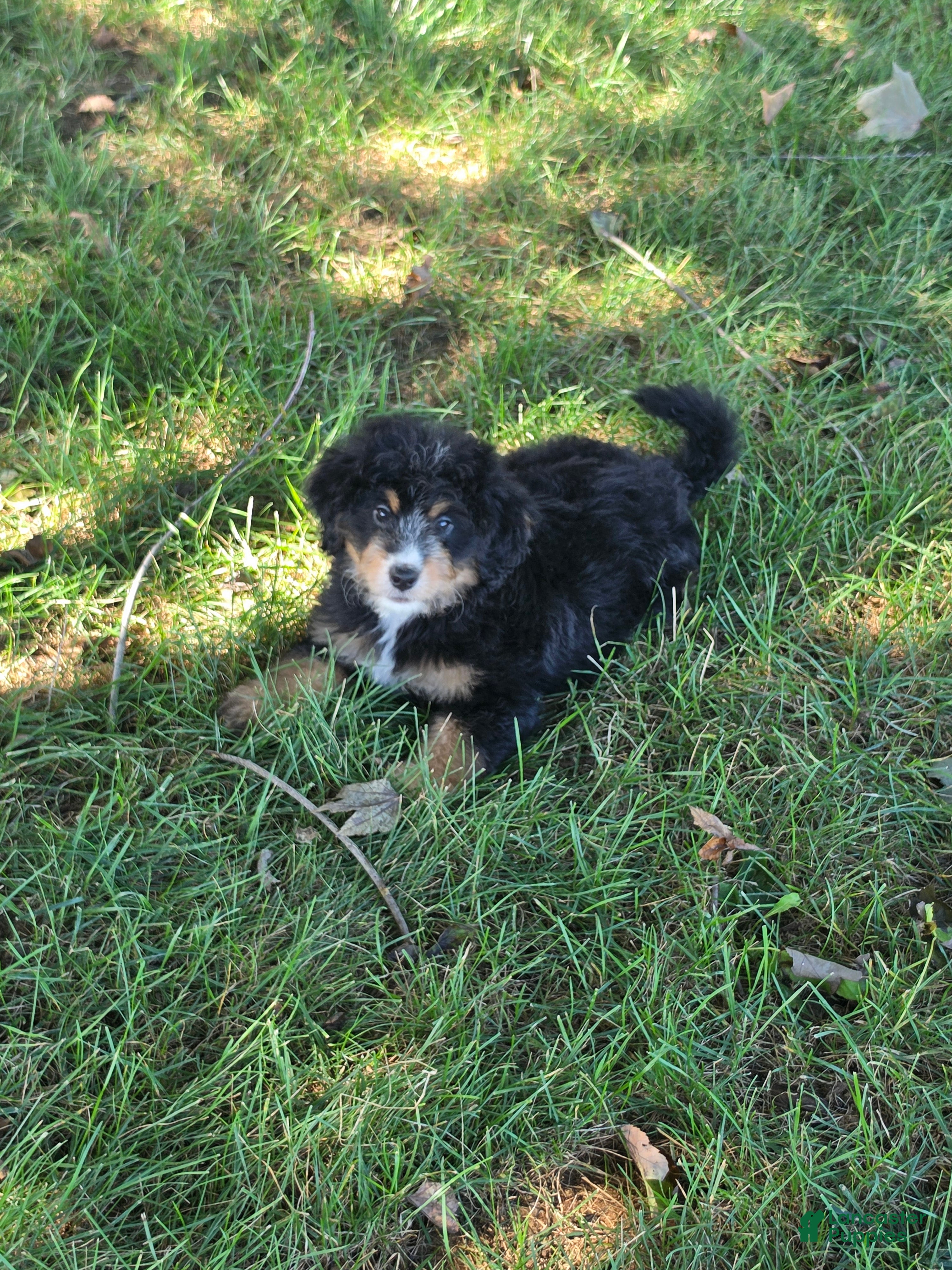 Bernedoodle dogs Oakley - Ad 1