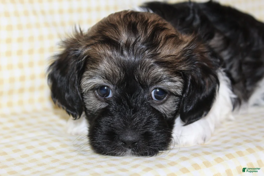 Gallery Image {{count}}