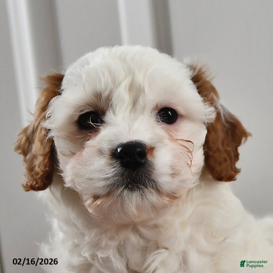 Cavapoo dogs Stacy - Ad 2