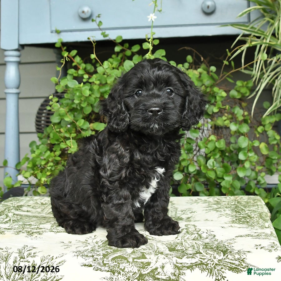 Cockapoo dogs Buddy - Ad 1