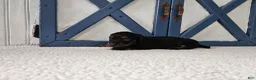 Miniature Dachshund dogs for sale: Barbie - Ad 7