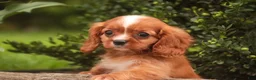 Cavalier King Charles Spaniel dogs for sale: Freddy Cavalier King Charles Spaniel  - Ad 4