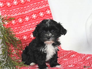 Mixed Breed dogs Mandy - Ad 16