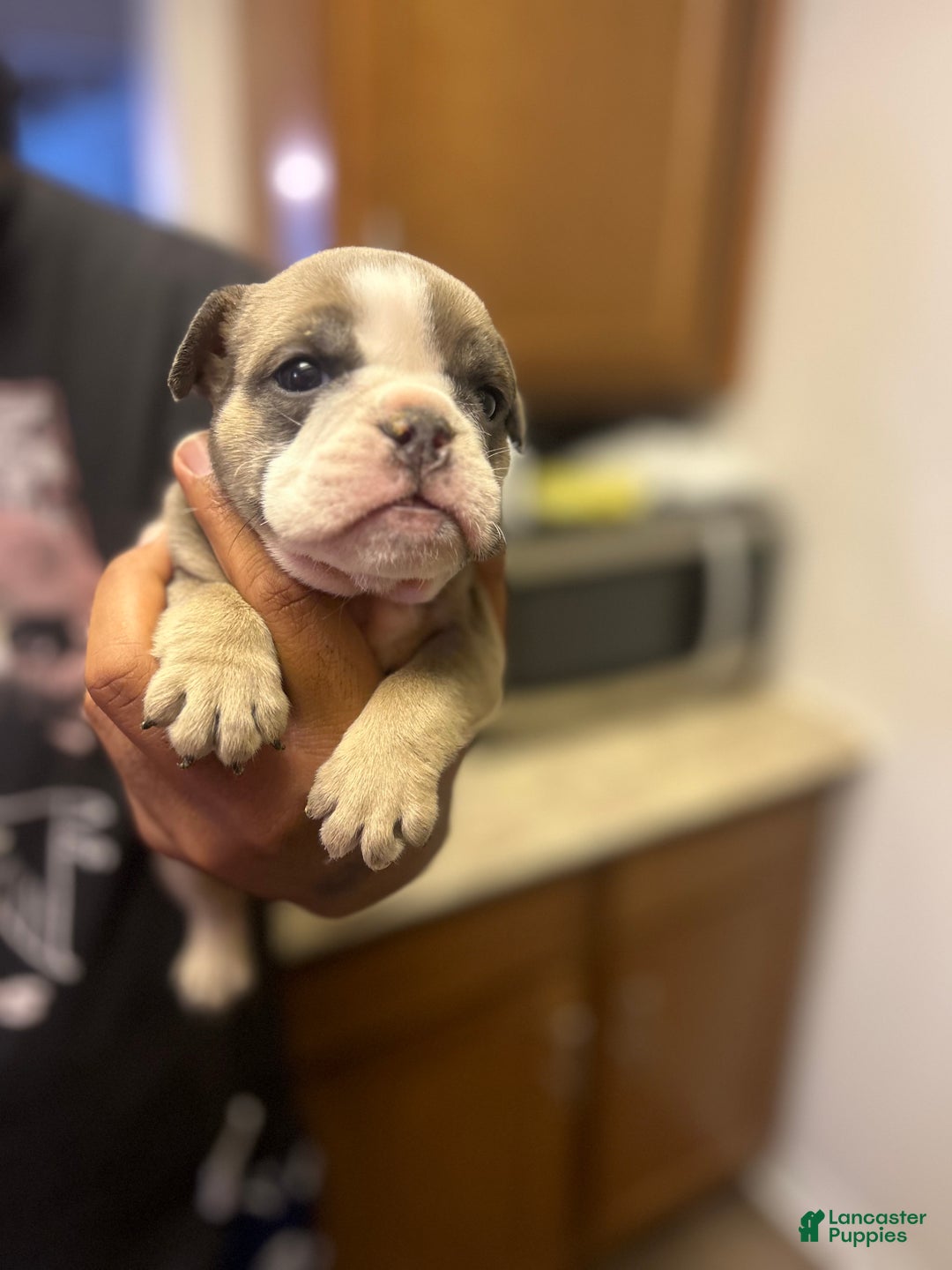 English Bulldog dogs for sale: Georgia - Ad 2
