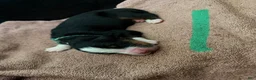Bernese Mountain Dog dogs for sale: Teal - Ad 13