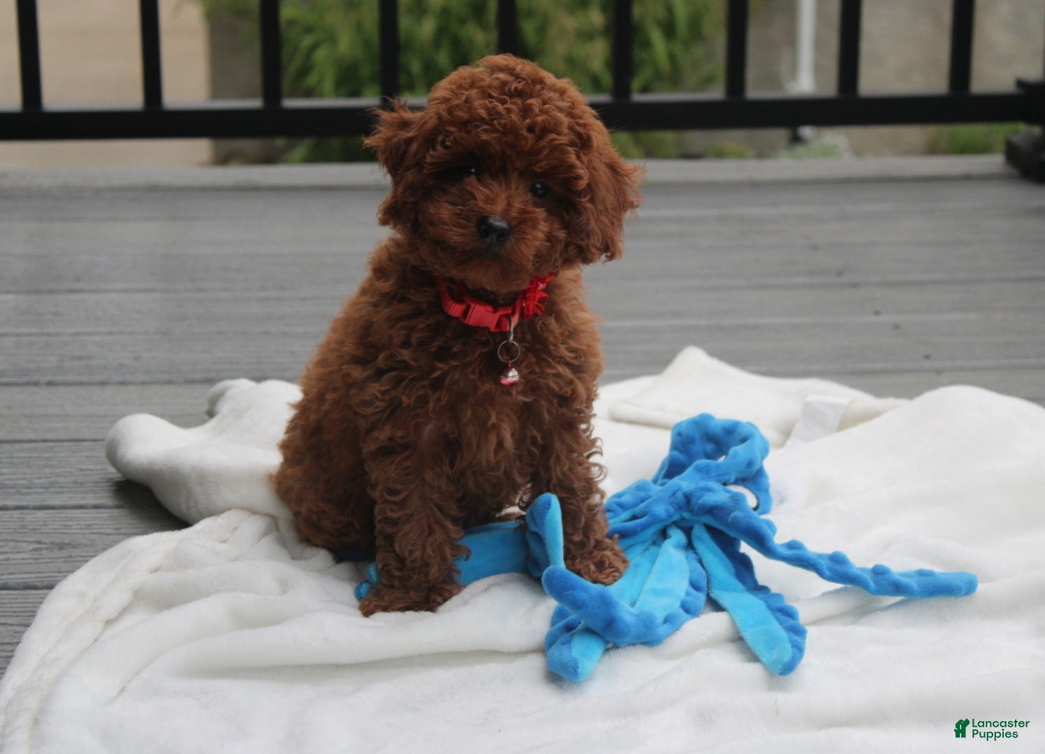 Toy Poodle dogs Toy PoodleKoda 1 - Ad 1
