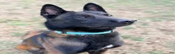 Belgian Malinois dogs for stud: Vidarr - Ad 6