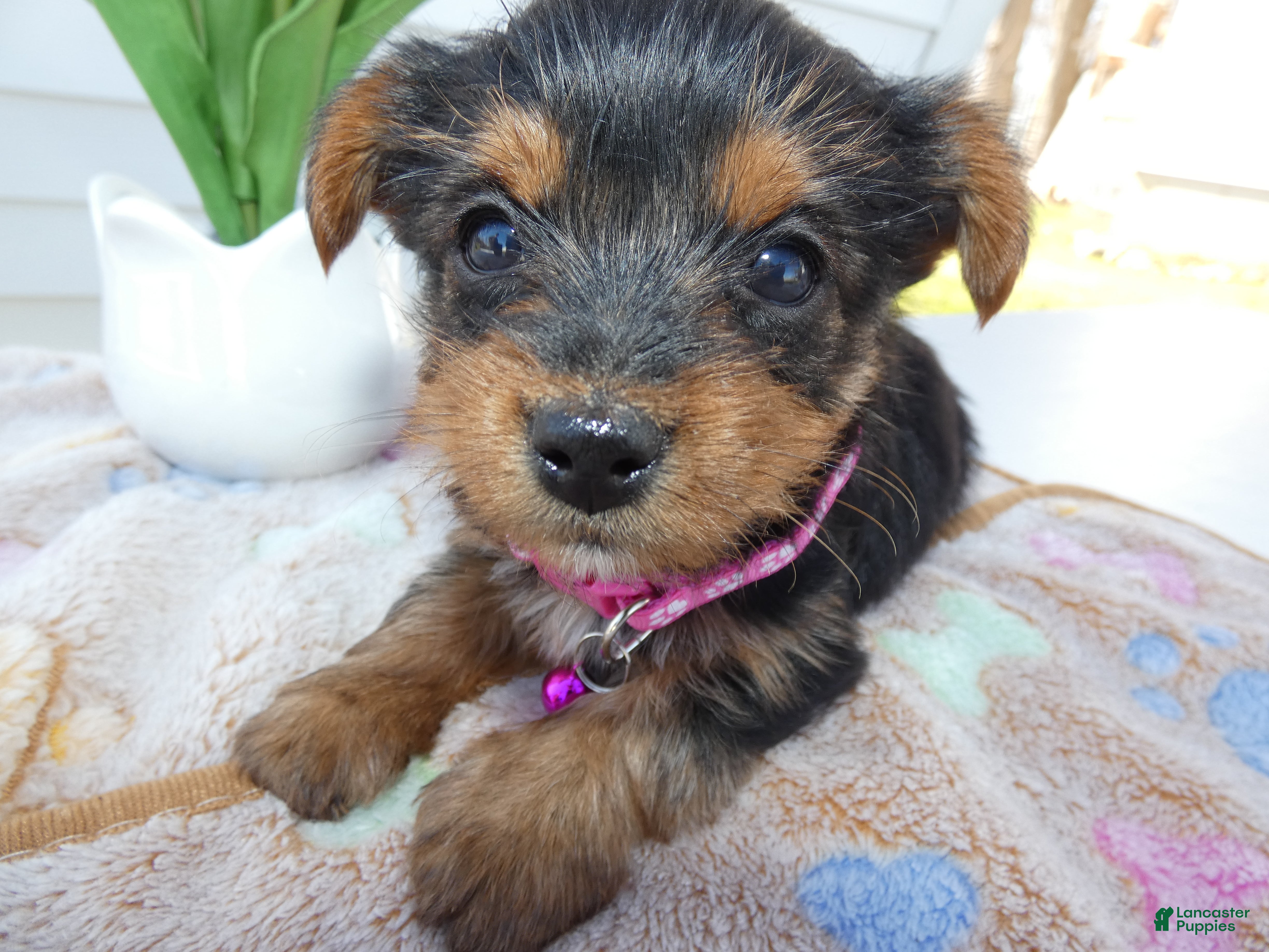 Yorkshire Terrier dogs Yorkshire Terrier Puppy 3 Tootsie - Ad 35
