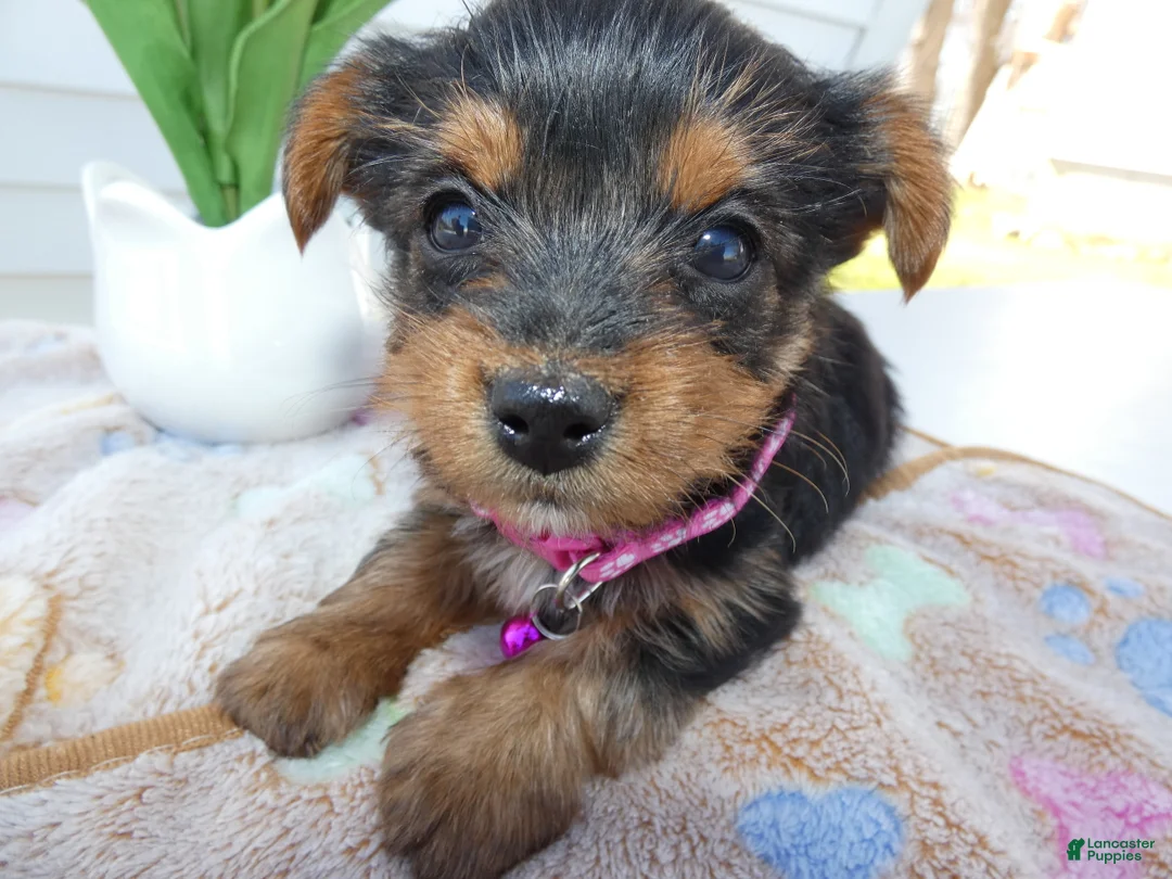 Yorkshire Terrier dogs for sale: Yorkshire Terrier Puppy 3 Tootsie - Ad 1