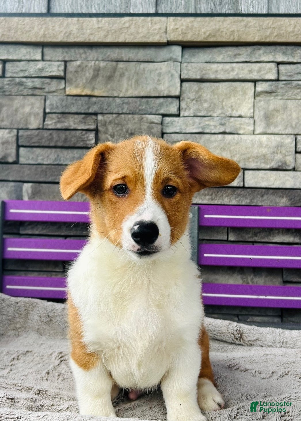 Welsh Corgi Pembroke dogs Blaise Welsh Corgi Pembroke Puppy  - Ad 1