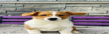 Blaise Welsh Corgi Pembroke Puppy 
