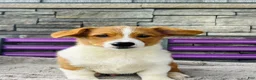 Welsh Corgi Pembroke dogs for sale: Blaise Welsh Corgi Pembroke Puppy  - Ad 1