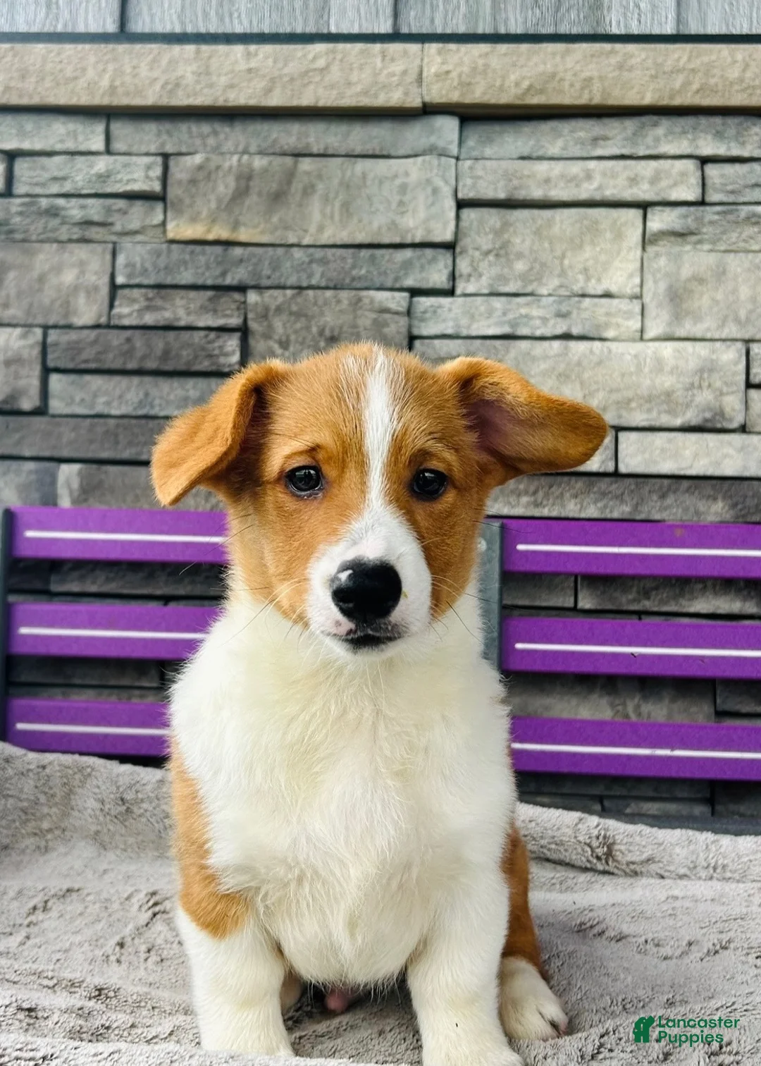 Welsh Corgi Pembroke dogs for sale: Blaise Welsh Corgi Pembroke Puppy  - Ad 1