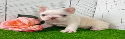 French Bulldog dogs for sale: Crystal - Ad 5