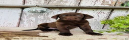 Labrador Retriever dogs for sale: Stella  - Ad 3