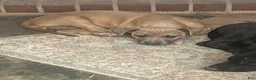 American Pit Bull Terrier dogs for sale: American Pit Bull Terrier 9 - Ad 5