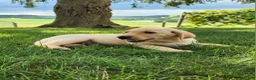 Labrador Retriever dogs for sale: Vinny - Ad 4