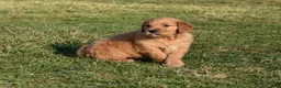 Golden Retriever dogs for sale: Rollie         Genetic/OFA - Ad 12