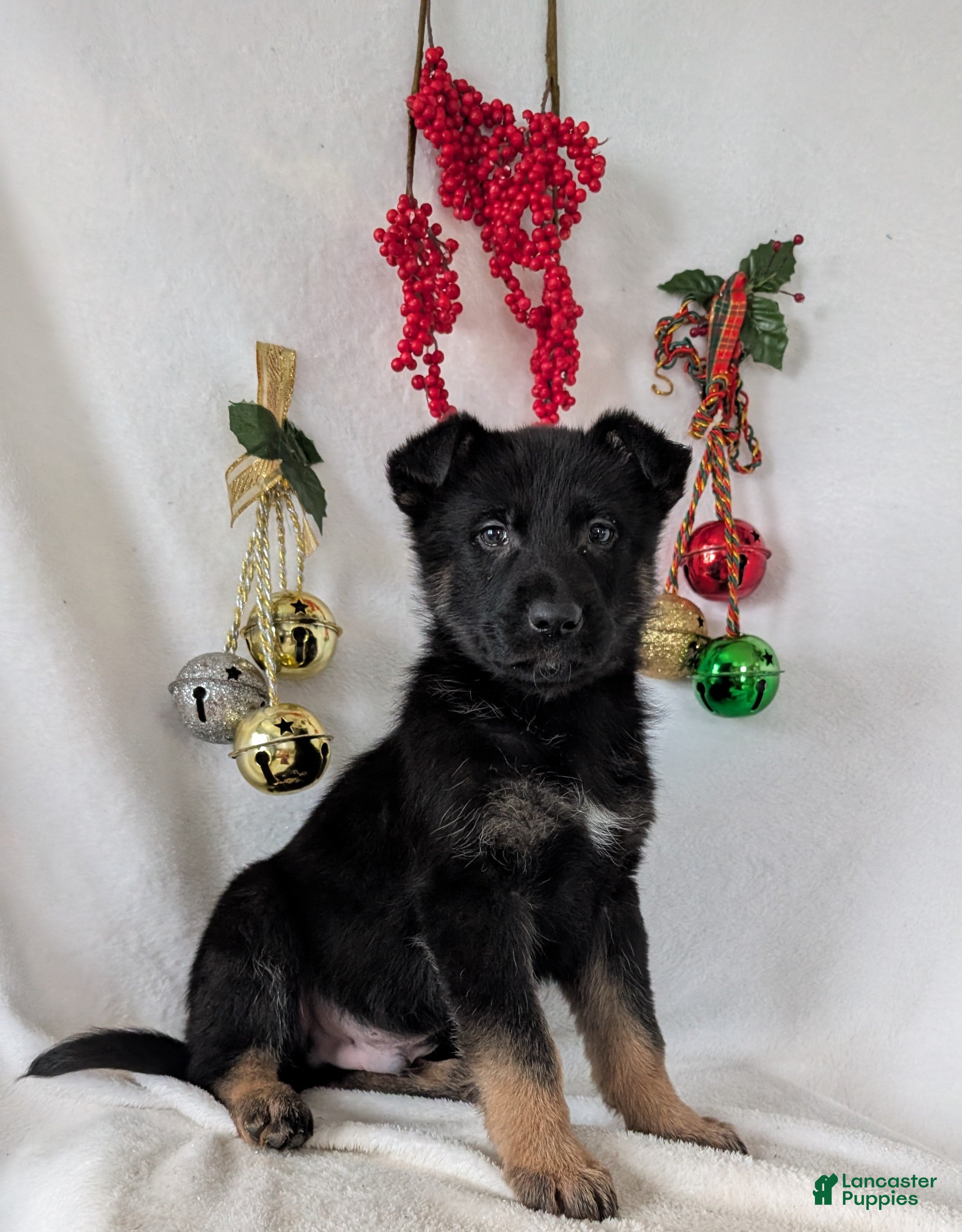 German Shepherd dogs Logan  - Ad 11