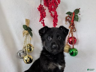 German Shepherd dogs Logan - Ad 9