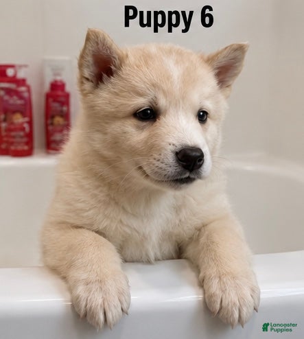 Mixed Breed dogs Mixed Breed 6 - Ad 11