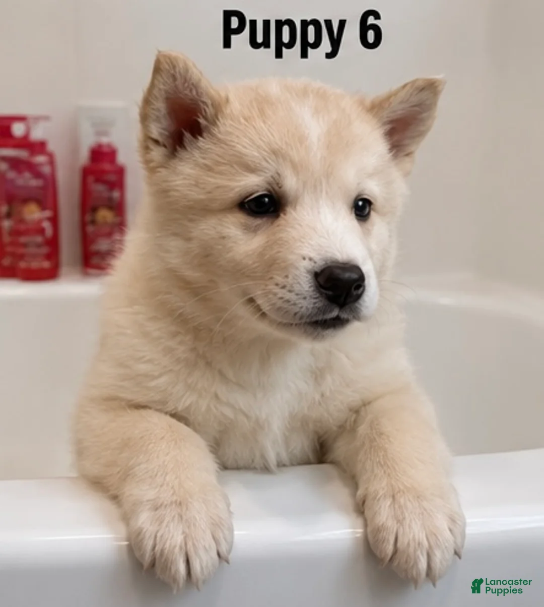 Mixed Breed dogs for sale: Mixed Breed 6 - Ad 1