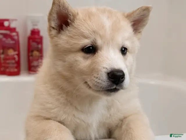 Mixed Breed dogs for sale: Mixed Breed 6 - Ad 14