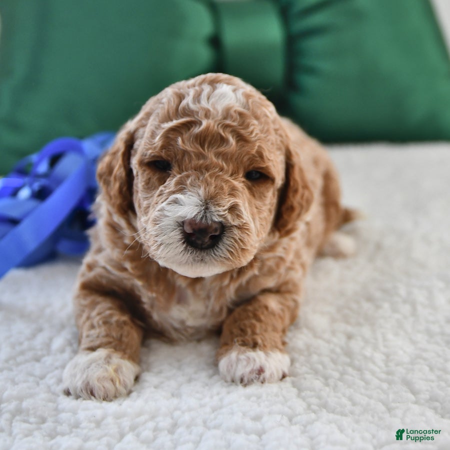 Mini Goldendoodle dogs Frankie - Ad 17