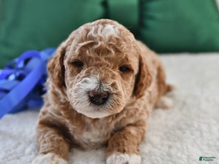 Mini Goldendoodle dogs Frankie - Ad 5