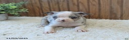 Boston Terrier dogs for sale: Penny - Ad 4
