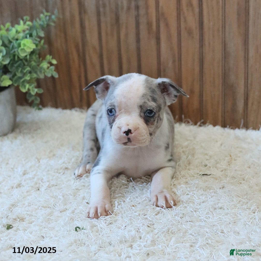 Boston Terrier dogs for sale: Penny - Ad 4