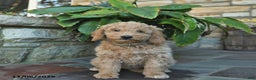 Mini Goldendoodle dogs for sale: Bonnie  - Ad 2