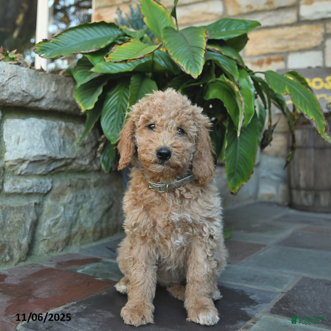 Mini Goldendoodle dogs for sale: Bonnie  - Ad 2