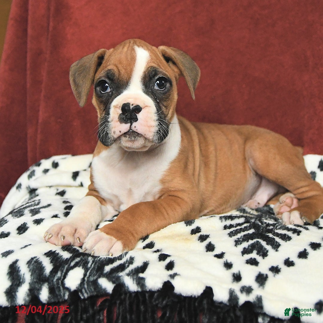 Boxer dogs for sale: Santa Paws - Ad 3