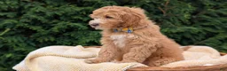 Mini Goldendoodle dogs for sale: Mr. Moose - Ad 2
