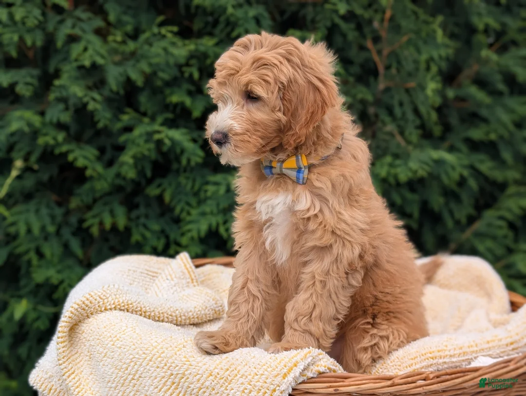 Mini Goldendoodle dogs for sale: Mr. Moose - Ad 2