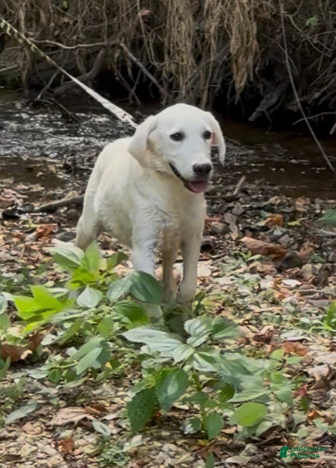 Labrador Retriever dogs for sale: Labrador Retriever Jack - Ad 2