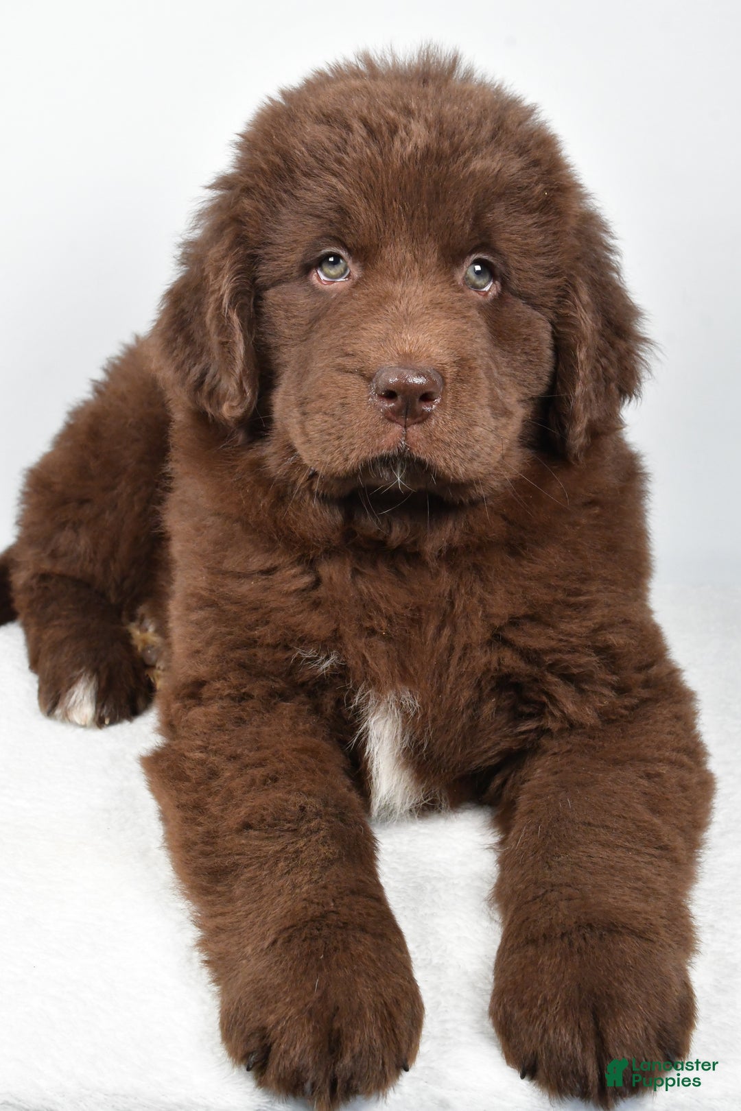 Newfoundland dogs for sale: Bailey - Ad 5