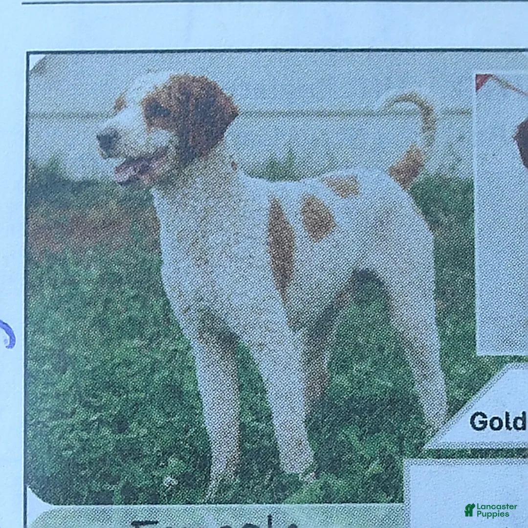 Mixed Breed dogs for sale: Otto  - Ad 7