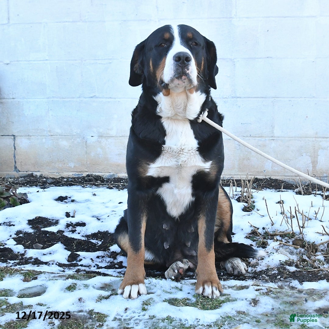 Mixed Breed dogs for sale: Bess  - Ad 4