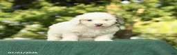 Miniature Poodle dogs for sale: Clayton - Ad 3