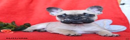 French Bulldog dogs for sale: Bruiser - Ad 3