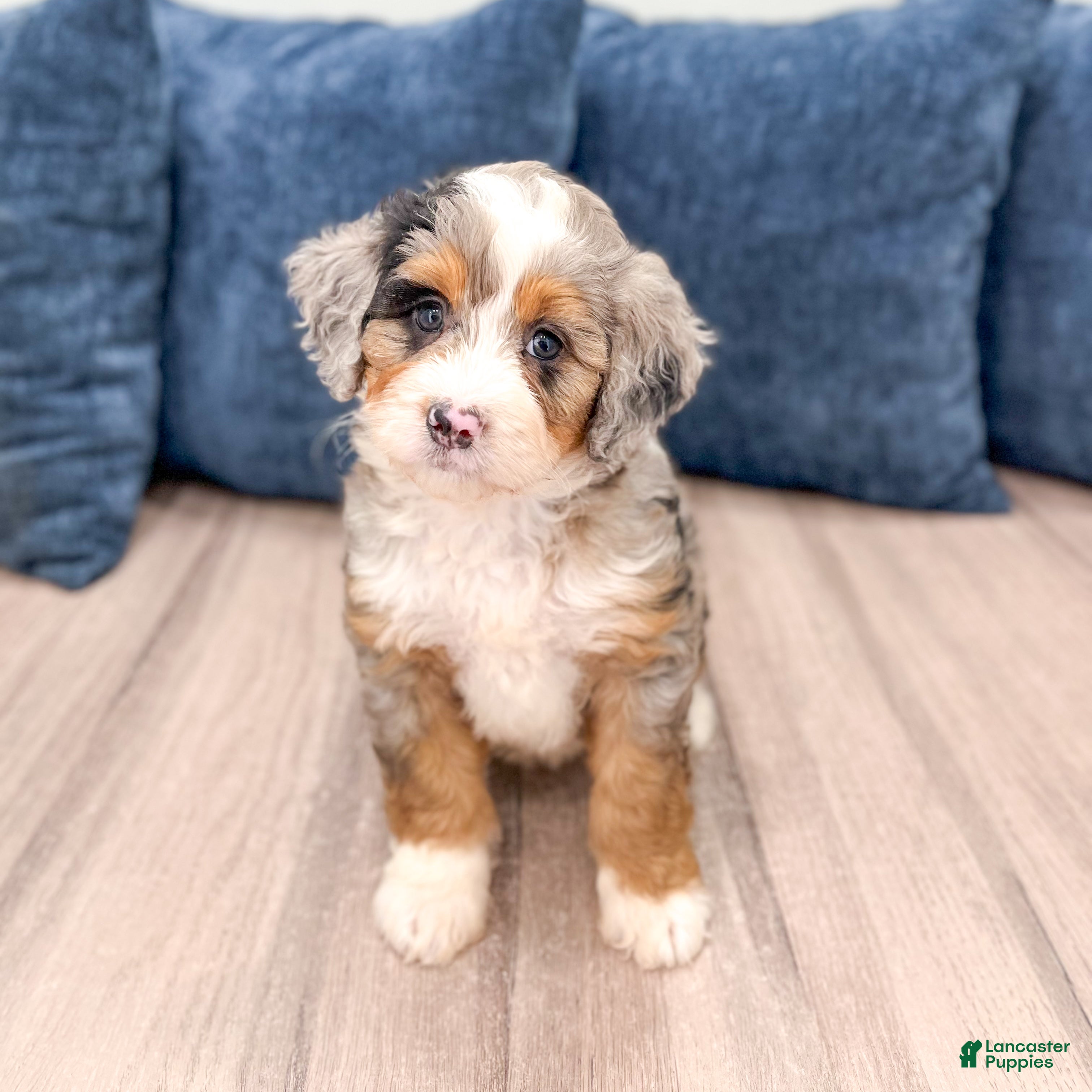 Mini Bernedoodle dogs for sale: Basil - Ad 2
