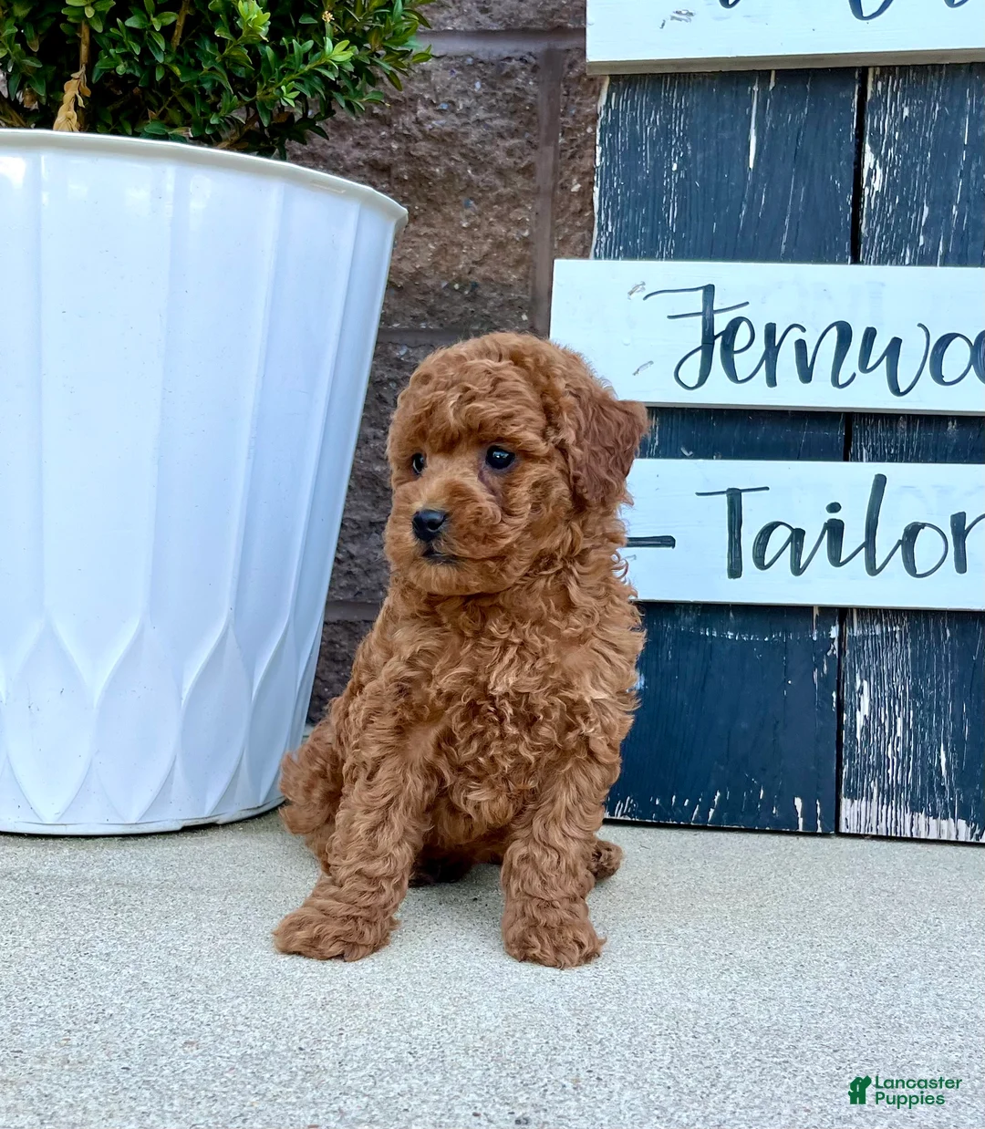 Miniature Poodle dogs for sale: Lil Jimmy 🐾❤️AKC Registered🐾Genetic Tested❤️Call 717-529-1907 - Ad 2