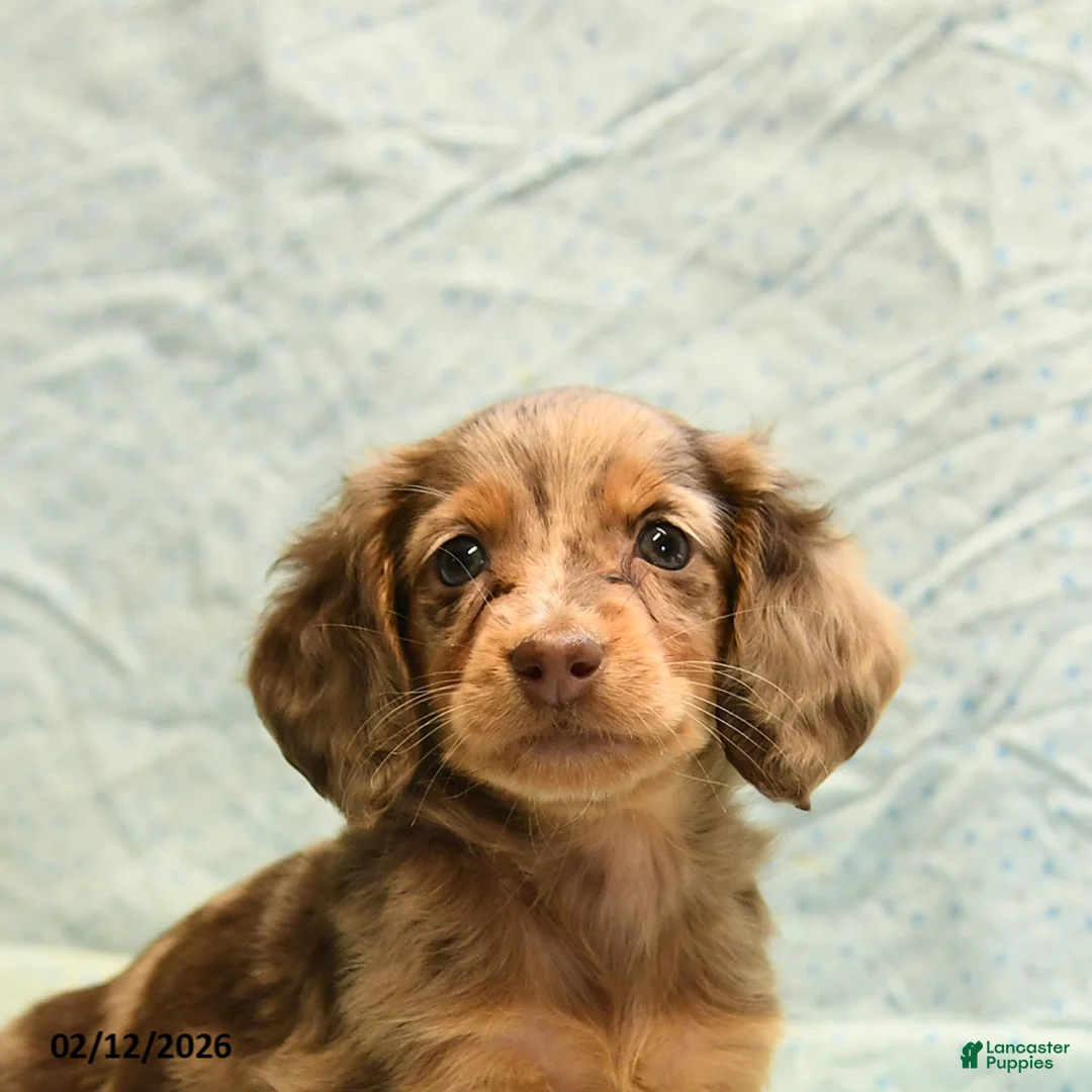 Dachshund dogs for sale: Lilac - Ad 3