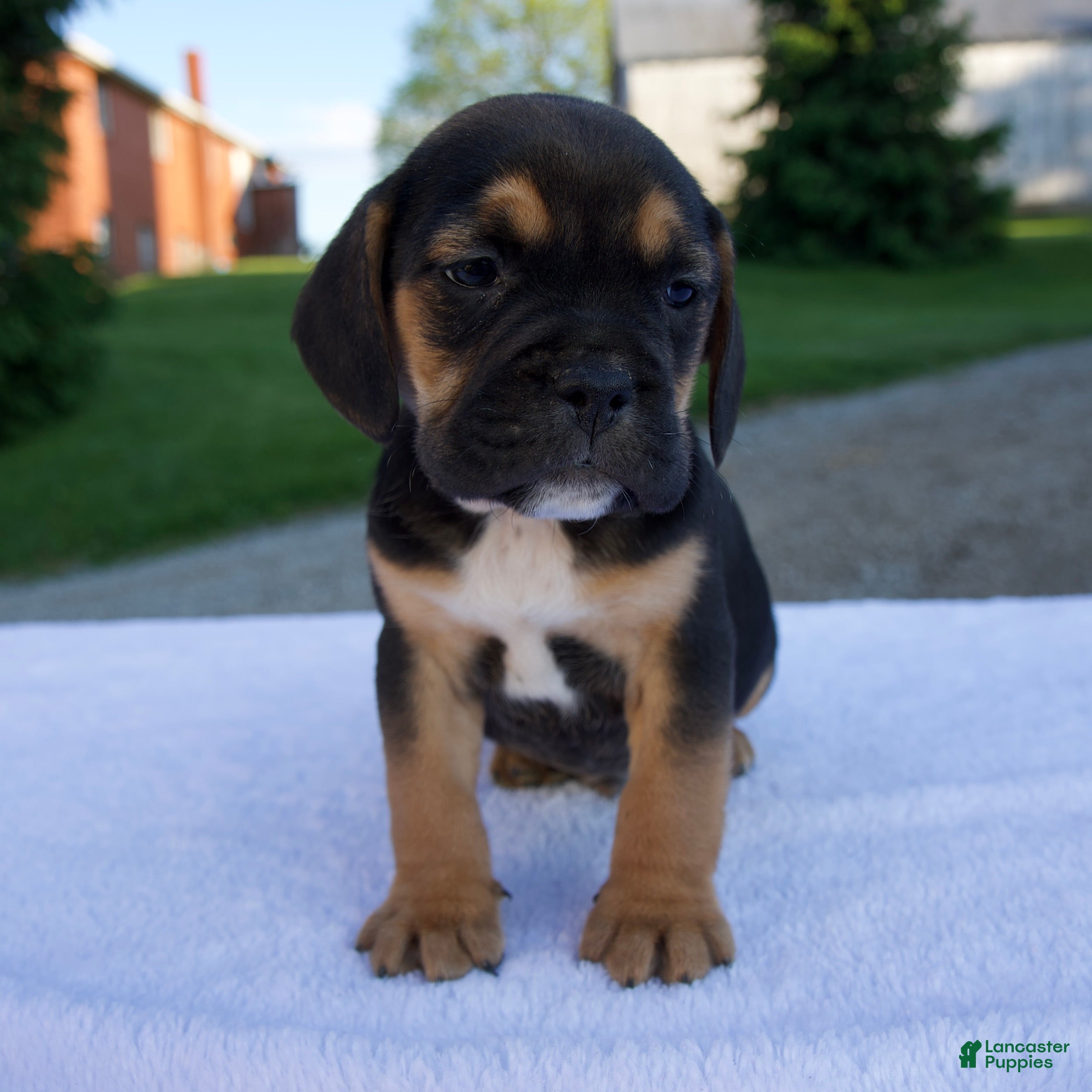 Beabull dogs Knox - Ad 1