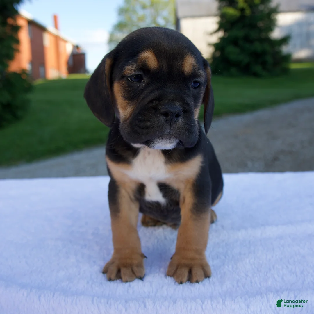 Beabull dogs for sale: Knox - Ad 1